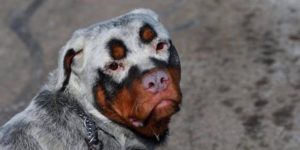 This dog looks like a juggalo