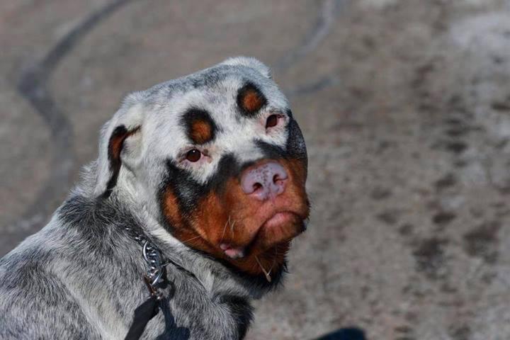 This dog looks like a juggalo