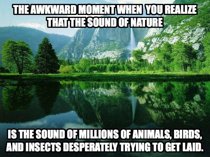 The sound of nature.