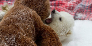 Polar bear cuddles!