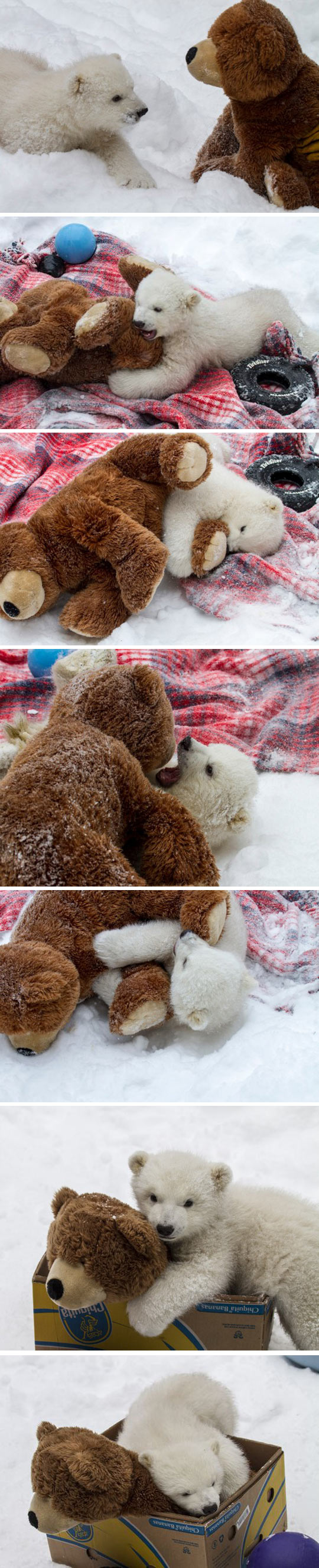 Polar bear cuddles!