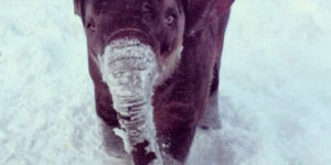 Tiny Elephant In The Snow
