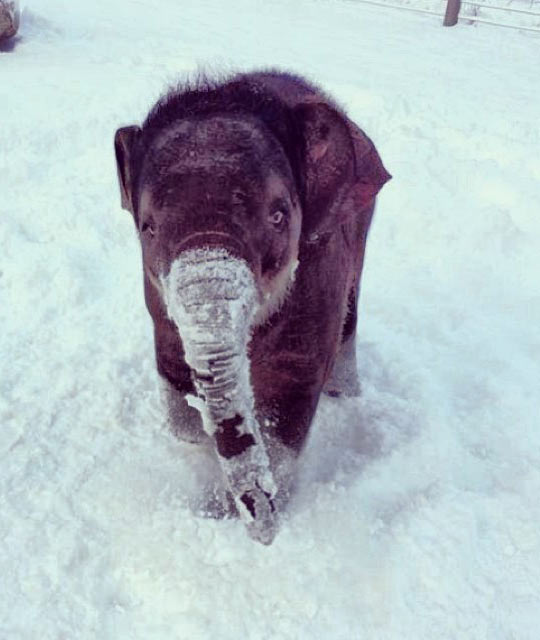 Tiny Elephant In The Snow