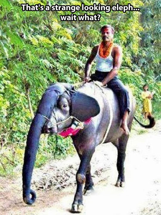 That's an odd elephant...