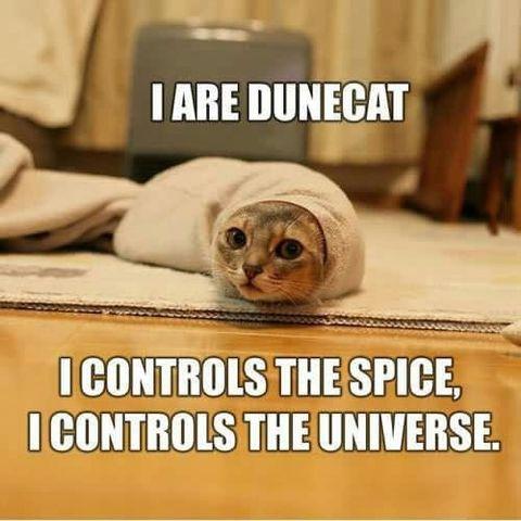 Dunecat