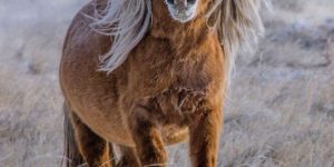 Horses with amazing hair always do it for me