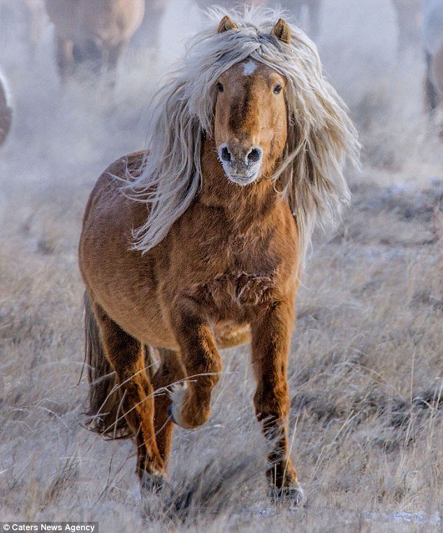 Horses with amazing hair always do it for me