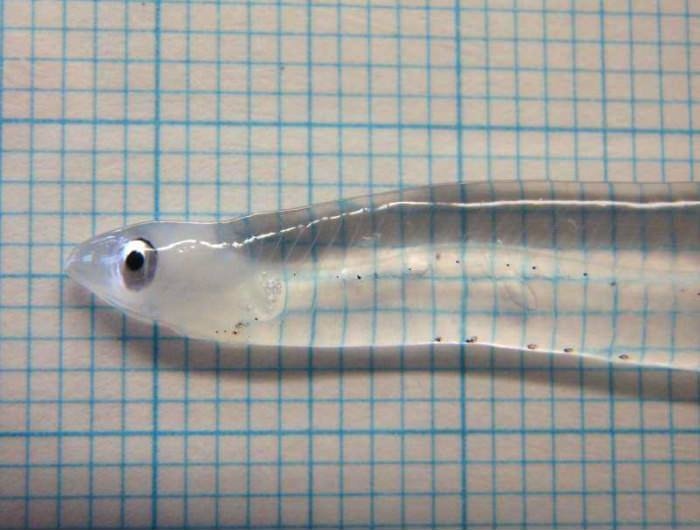 This fish is almost totally transparent.