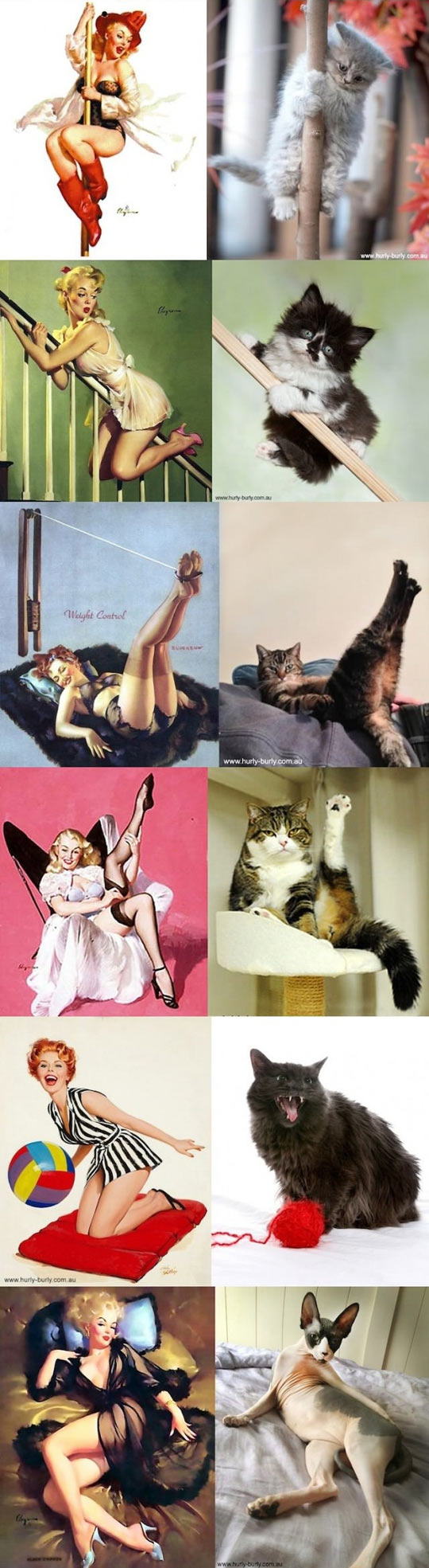 Pin up kitties.