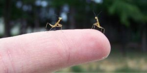 Newly hatched mantises