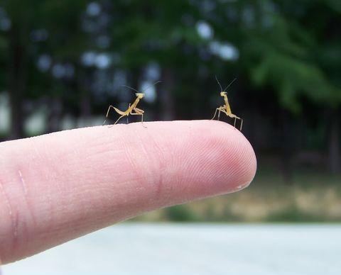 Newly hatched mantises