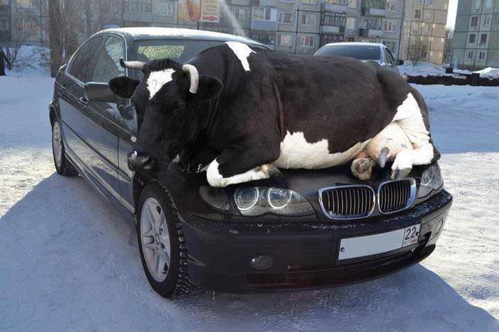 Remember as days get colder animals are attracted to the warmth of cars so check wheel arches or other hiding places.