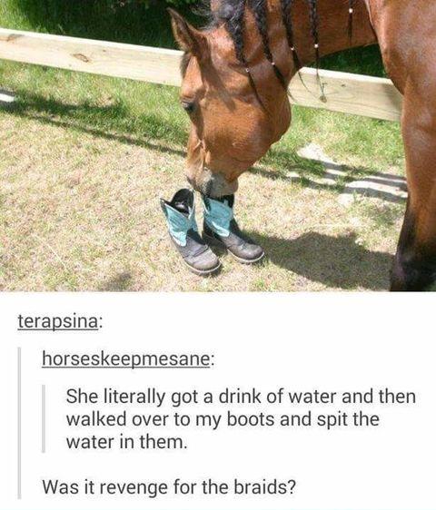 Dammit horse