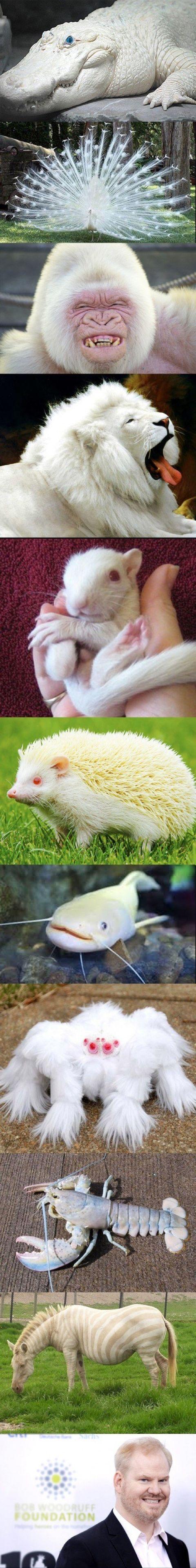 Albino creatures are the best