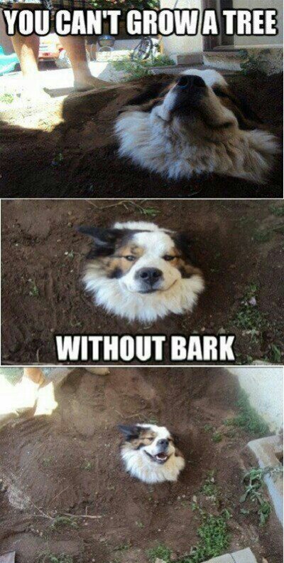 Bark