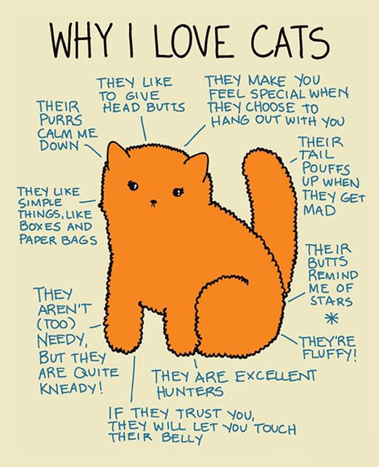 Why I Really Love Cats