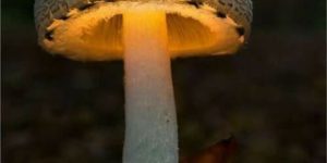 Glowing Mushroom from Japan