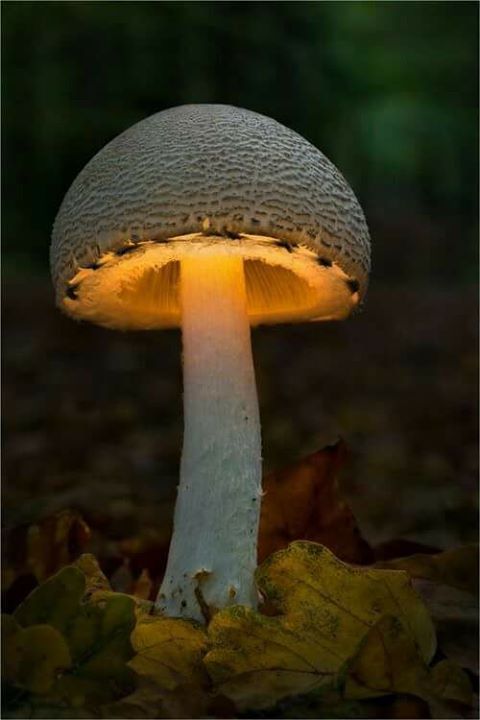 Glowing Mushroom from Japan