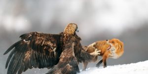 Eagle vs Fox