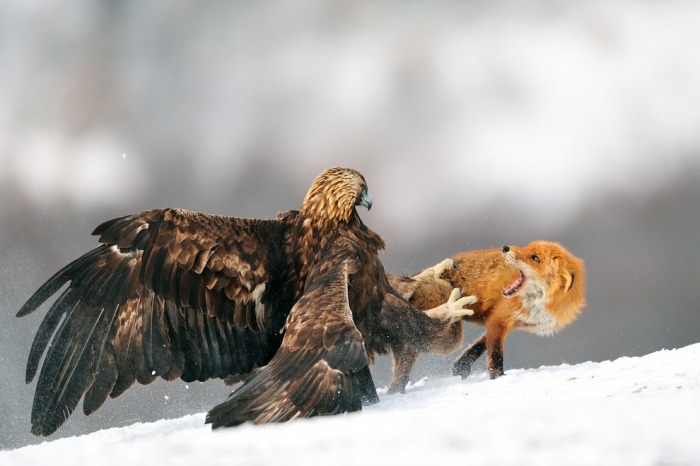 Eagle vs Fox