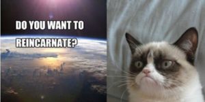 Grumpy Cat reincarnated.