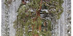 126 images combined to show the massiveness of a 3,200 year old tree in the Sequoia National Park.