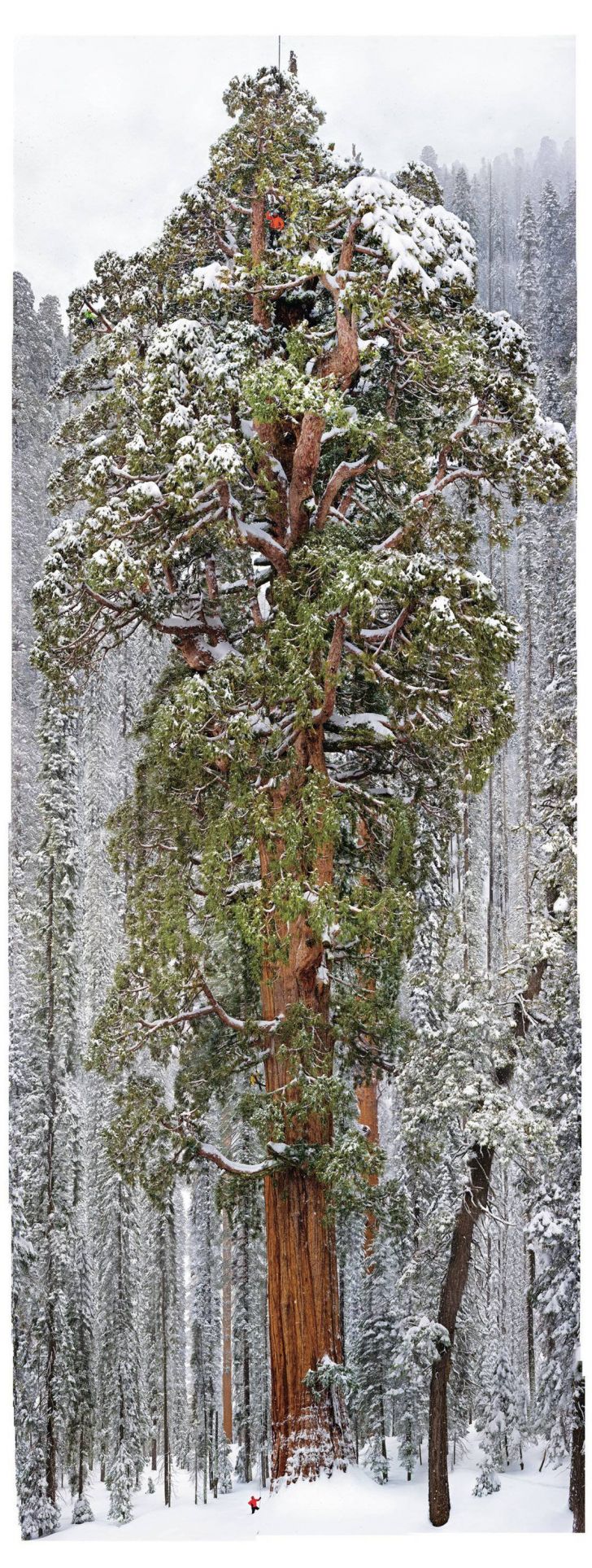 126 images combined to show the massiveness of a 3,200 year old tree in the Sequoia National Park.