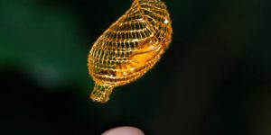 The Golden Cocoon of the Urodidae