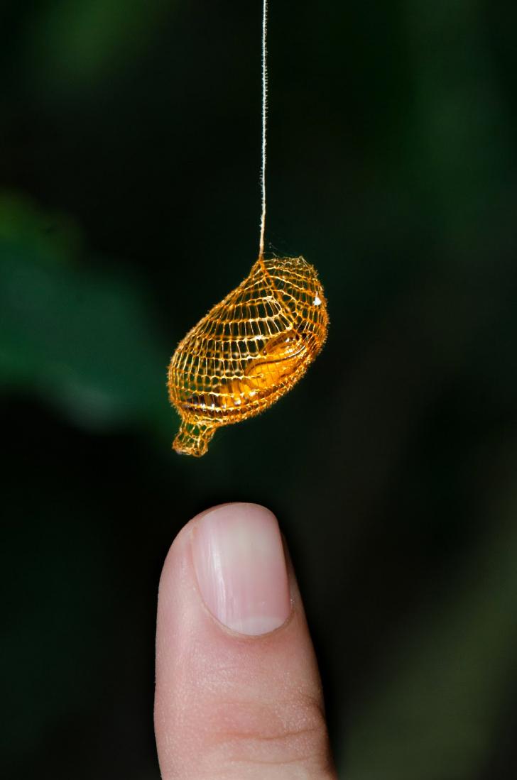 The Golden Cocoon of the Urodidae