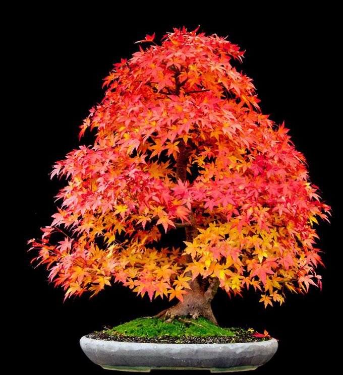 Japanese Maple Bonsai Tree