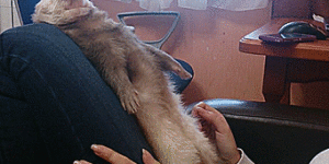 Ferrets derp too