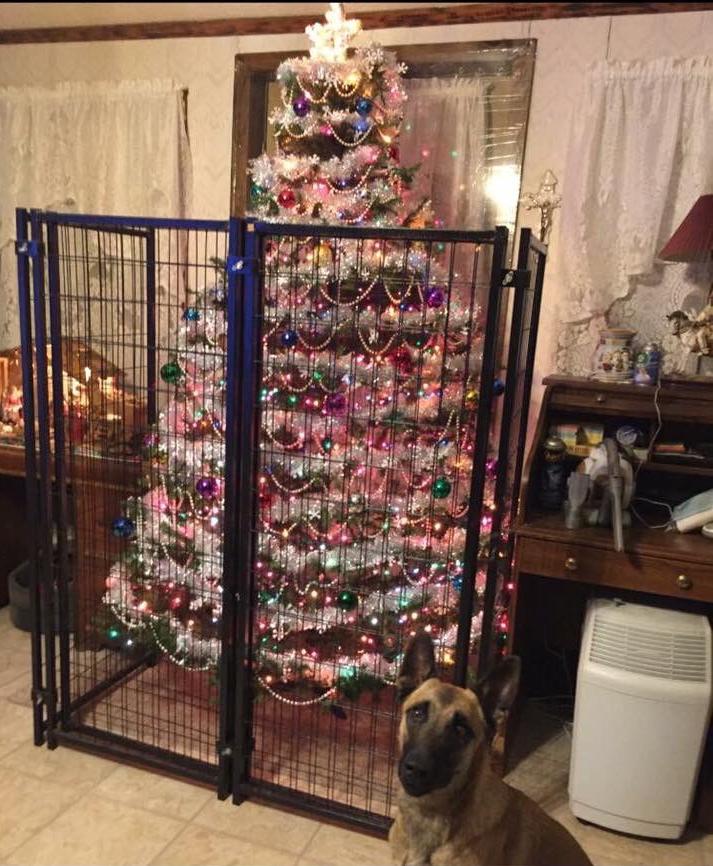 Someone isn't to be trusted with a decorated Christmas tree