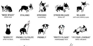 Doggie Language