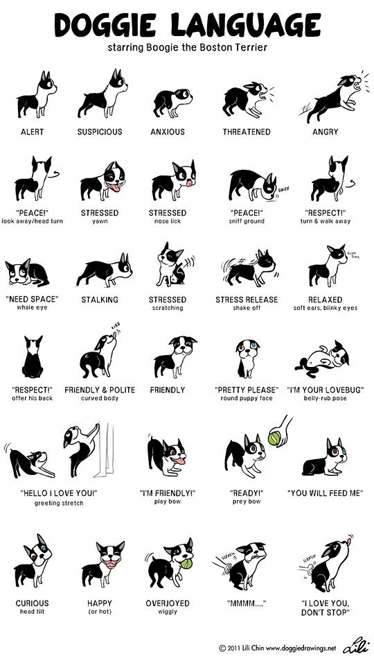 Doggie Language