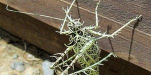 The Lichen Katydid.