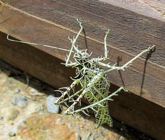 The Lichen Katydid.