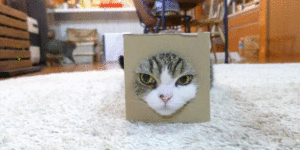 It’s my cat in a box