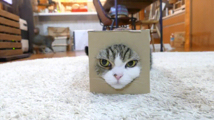 It's my cat in a box