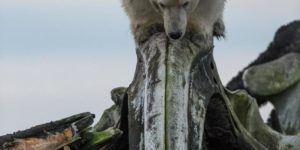 A polar bear standing on top of a whale skull