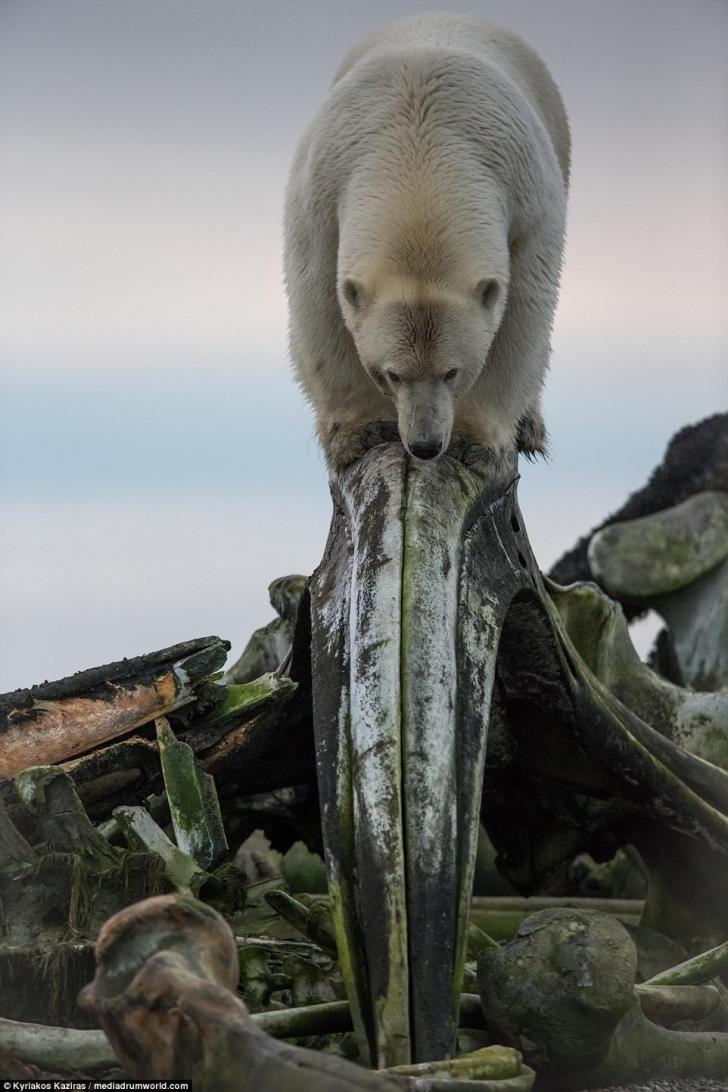 A polar bear standing on top of a whale skull