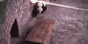 Panda assault!