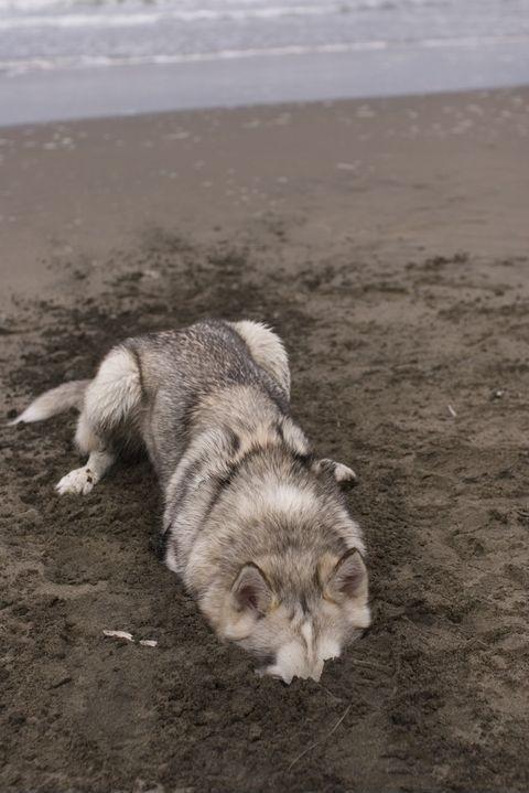 Found Moon Moon on the beach