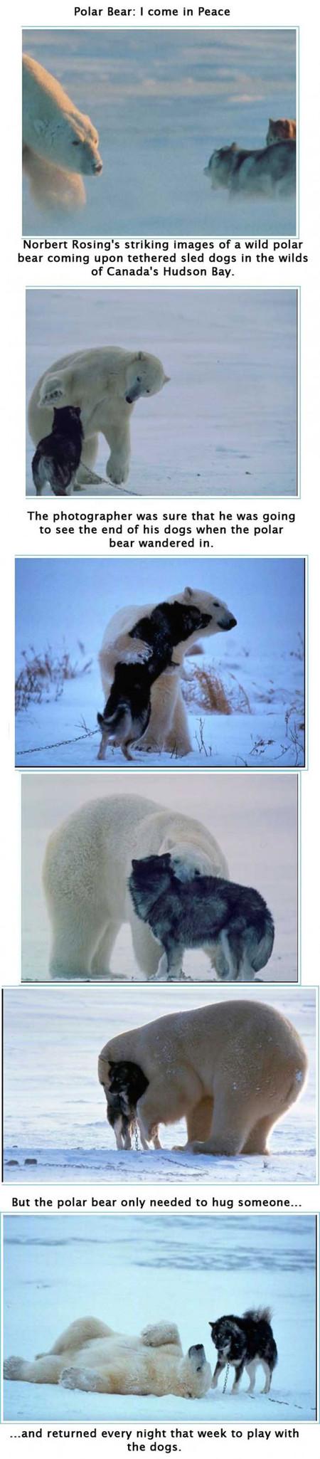 Polar Bear comes in peace.