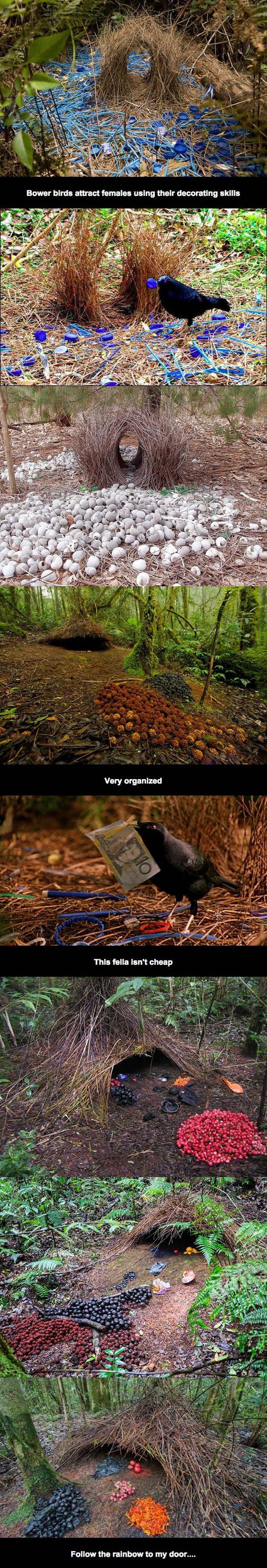 Bower birds are romantic