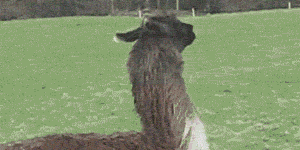 Just A Happy Jumping Llama