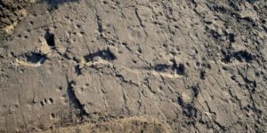 3.6 million years ago a small band of hominids walked on wet volcanic ash in Tanzania. The tracks are the oldest prints of their kind ever found, providing crucial evidence that walking on two legs was picked up early in the human lineage.