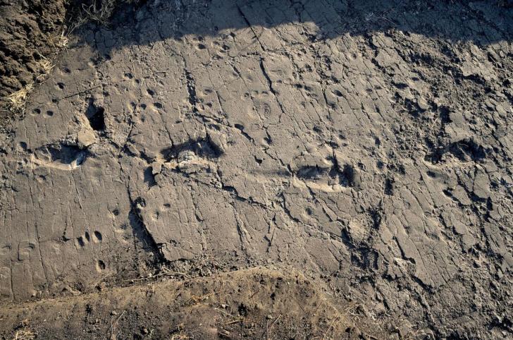 3.6 million years ago a small band of hominids walked on wet volcanic ash in Tanzania. The tracks are the oldest prints of their kind ever found, providing crucial evidence that walking on two legs was picked up early in the human lineage. 