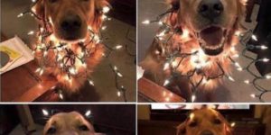 Pup getting in to the Christmas spirit