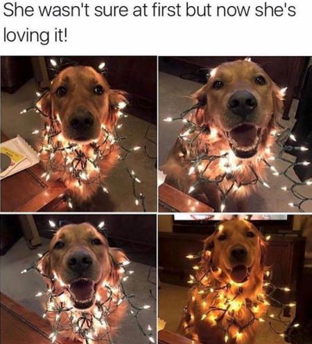 Pup getting in to the Christmas spirit
