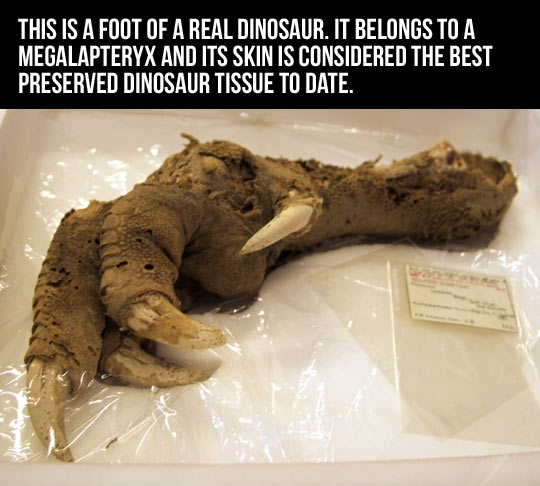 This is a real dinosaur foot.